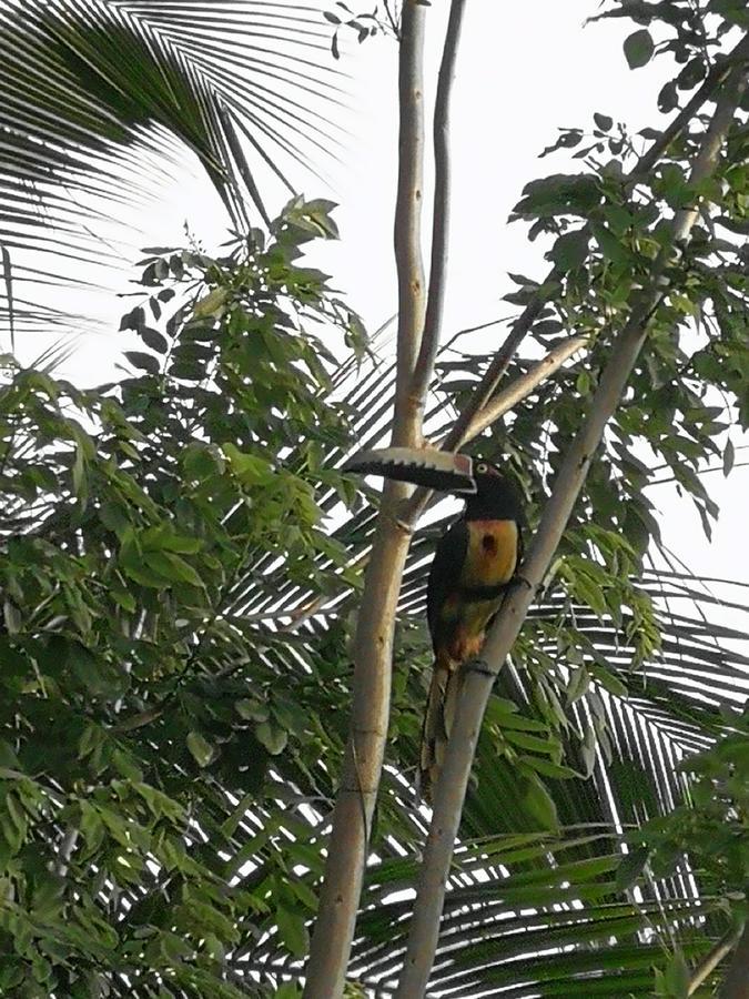 Secret Garden Hotel Cahuita Exterior foto